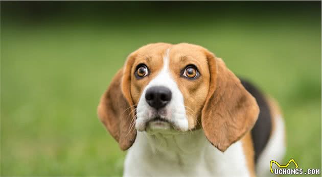 五大受欢迎的中型犬