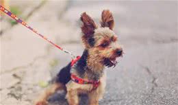 狗狗总是吠叫是不是有这五个原因啊？