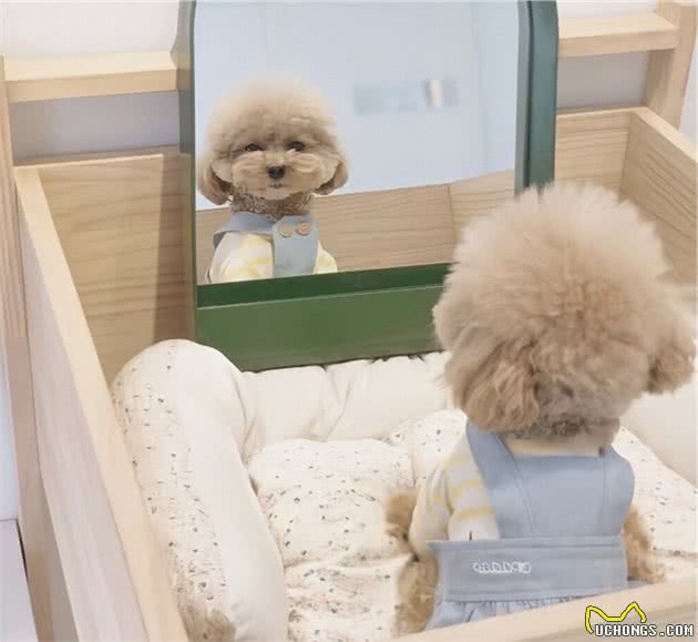 汪爸汪妈上岗培训课—教你如何正确饲养狗狗