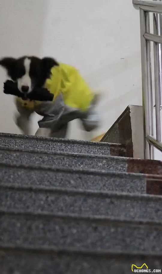 狗狗见下雨了，叼着雨衣让男主人给穿，穿完冒雨给女主人送伞