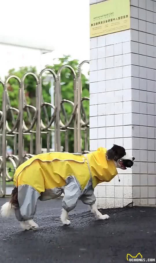 狗狗见下雨了，叼着雨衣让男主人给穿，穿完冒雨给女主人送伞