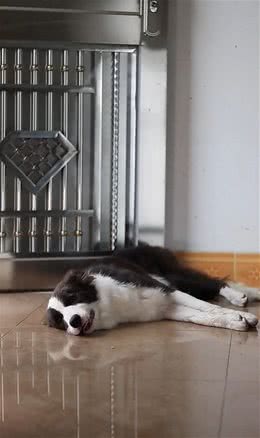 狗狗见下雨了，叼着雨衣让男主人给穿，穿完冒雨给女主人送伞