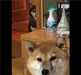 柴犬绝育注意事项！别让你的柴宝性格大变