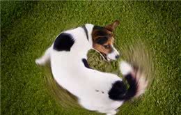 下面这些“狗言狗语”，你知道多少条？