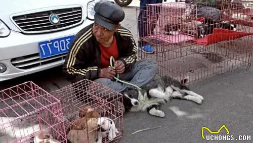 狗狗行业大爆料：这5个商业秘密，骗了多少铲屎官