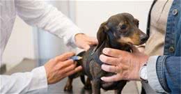 盘点最易生病和不易生病的中小型犬，希望你养对了狗