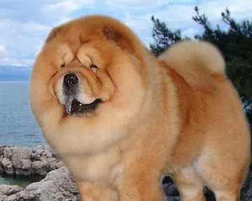松狮犬有5种色你知道吗？红色最为耀眼！