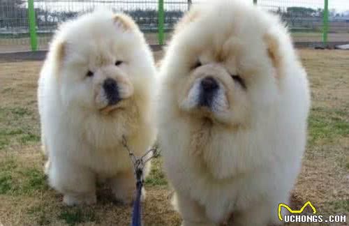 松狮犬有5种色你知道吗？红色最为耀眼！