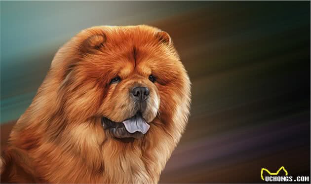 松狮犬有5种色你知道吗？红色最为耀眼！