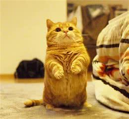 矮脚猫，英国短毛猫，都是短腿萌王，你们喜欢哪种种类的猫呢？