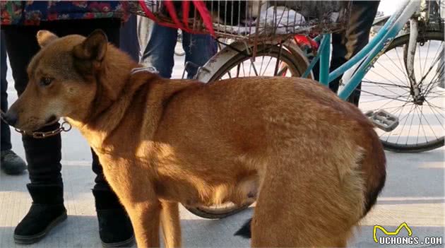 陕西：大妈说是马犬，却引发围观者纷纷竞价，网友：绝对不是马犬