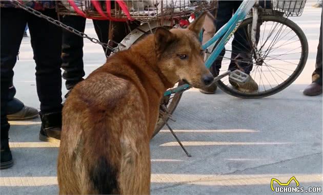 陕西：大妈说是马犬，却引发围观者纷纷竞价，网友：绝对不是马犬