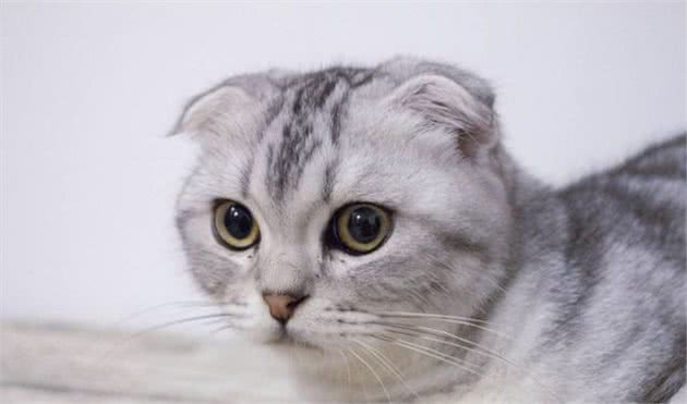 你们喜欢养折耳猫吗？究竟要不要入手，我们来一起分析下哦