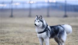 百加世now新手入门敏捷训练技巧，狗狗也能成为运动员