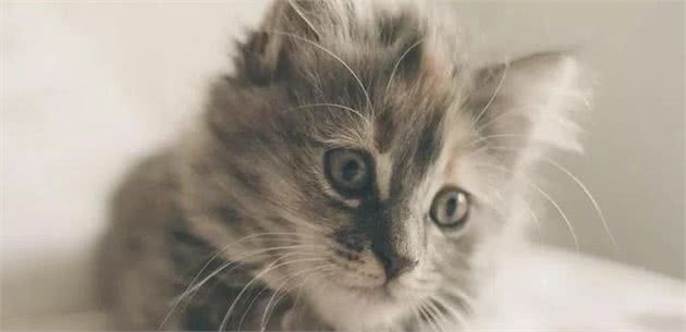 猫猫数量远超狗，实力统治地球，日评最受欢迎猫TOP10