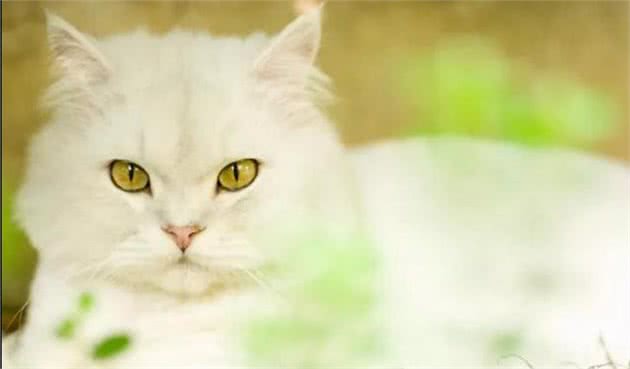猫猫数量远超狗，实力统治地球，日评最受欢迎猫TOP10