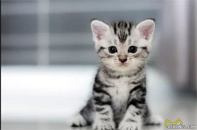 猫猫数量远超狗，实力统治地球，日评最受欢迎猫TOP10
