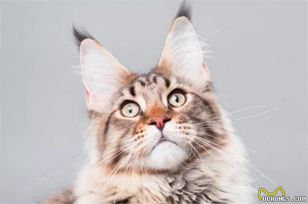 猫猫数量远超狗，实力统治地球，日评最受欢迎猫TOP10