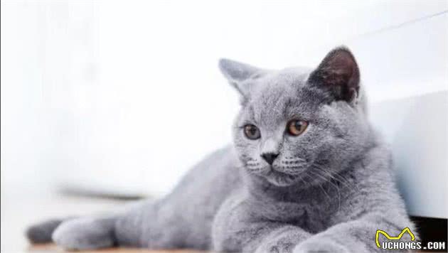 猫猫数量远超狗，实力统治地球，日评最受欢迎猫TOP10