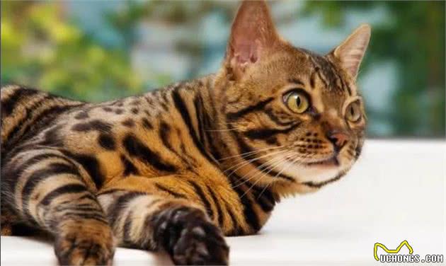猫猫数量远超狗，实力统治地球，日评最受欢迎猫TOP10