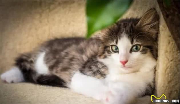 猫猫数量远超狗，实力统治地球，日评最受欢迎猫TOP10