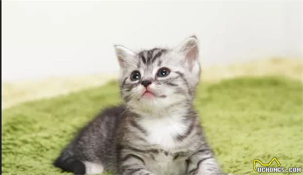 猫猫数量远超狗，实力统治地球，日评最受欢迎猫TOP10
