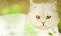 猫猫数量远超狗，实力统治地球，日评最受欢迎猫TOP10