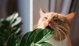 猫咪营养需求之：维生素、矿物质、水