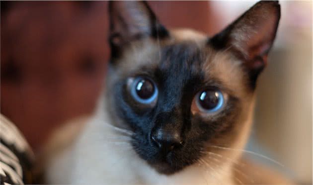 东奇尼猫是暹罗猫吗？有几种毛色