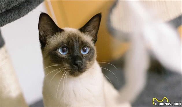 东奇尼猫是暹罗猫吗？有几种毛色