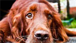 你了解狗狗急性肝炎么？早发觉一定要早治疗