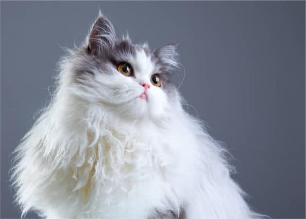 猫咪美毛一定要吃生骨肉？猫用卵磷脂了解一下