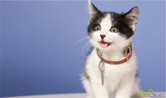 狂买81只猫，欠下70万元债，是一种怎样的体验？