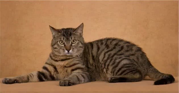 十种常见宠物猫，你喜欢哪一种？