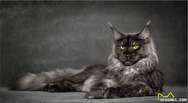 十种常见宠物猫，你喜欢哪一种？