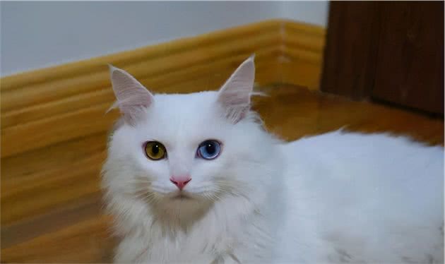 十种常见宠物猫，你喜欢哪一种？