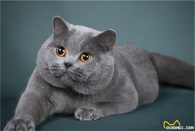 十种常见宠物猫，你喜欢哪一种？