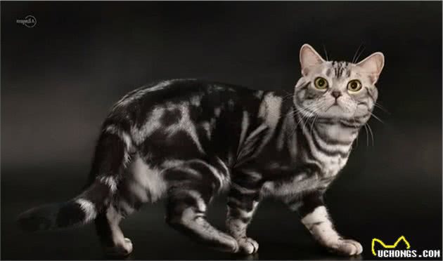 十种常见宠物猫，你喜欢哪一种？