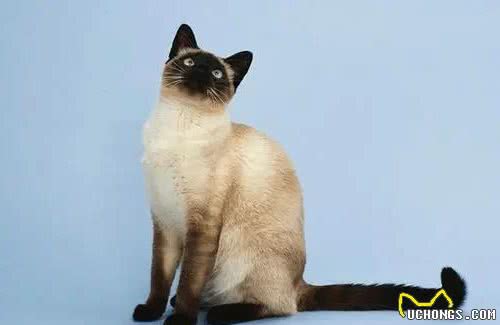 十种常见宠物猫，你喜欢哪一种？
