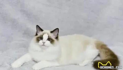 十种常见宠物猫，你喜欢哪一种？