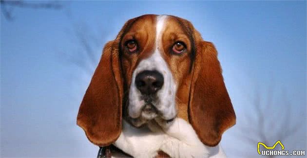 巴吉度犬，公认世界上最大耳朵的狗，因忧伤的面部表情而闻名于世
