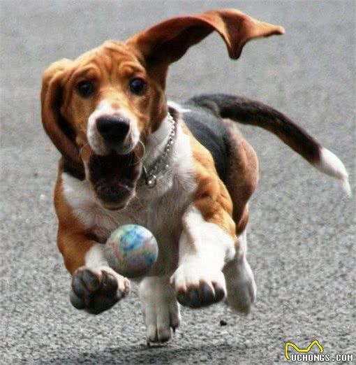 巴吉度犬，公认世界上最大耳朵的狗，因忧伤的面部表情而闻名于世