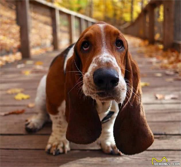 巴吉度犬，公认世界上最大耳朵的狗，因忧伤的面部表情而闻名于世
