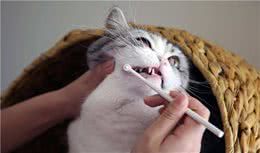 猫咪齿龈炎是什么？为什么会得上牙龈炎？又该怎么治疗？