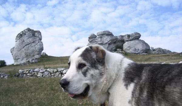 它是世界上不惧怕任何生物和暴力的猛犬，难怪俄罗斯总理也喜欢它