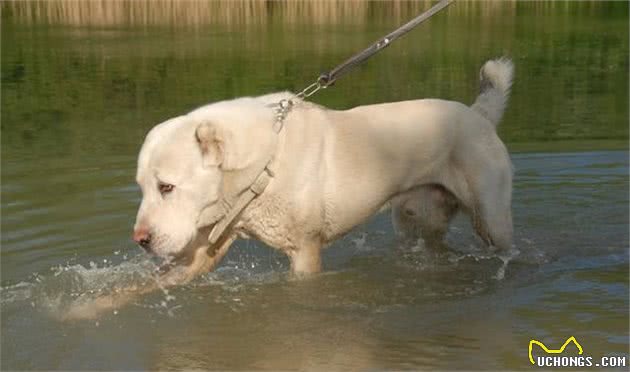 它是世界上不惧怕任何生物和暴力的猛犬，难怪俄罗斯总理也喜欢它
