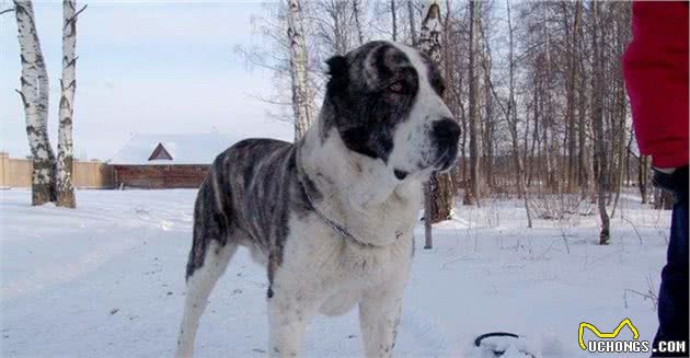 它是世界上不惧怕任何生物和暴力的猛犬，难怪俄罗斯总理也喜欢它