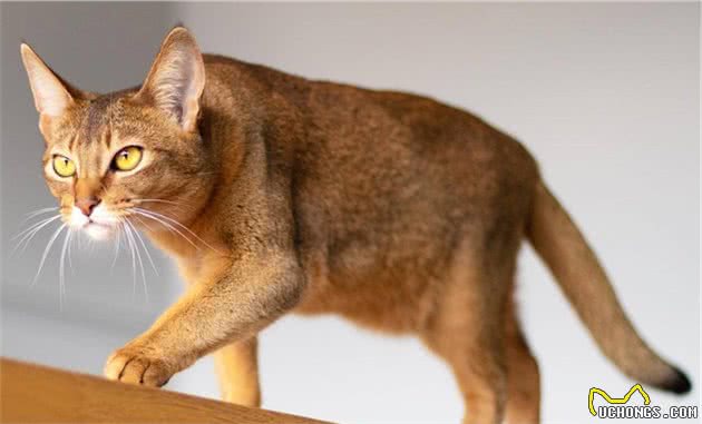 猫咪发生“咳嗽”症状需主人警惕，这是疾病的预警！