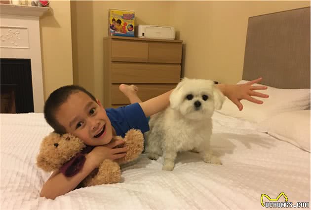 小狗coco的成长过程
