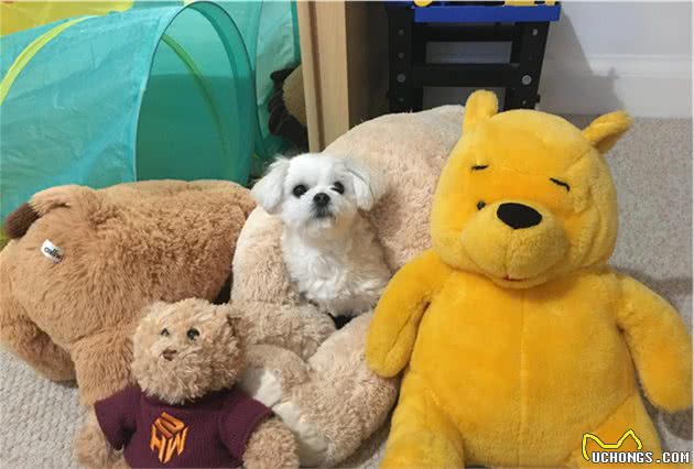 小狗coco的成长过程